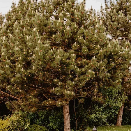 ペンジオン セント マーティン ゲストハウス